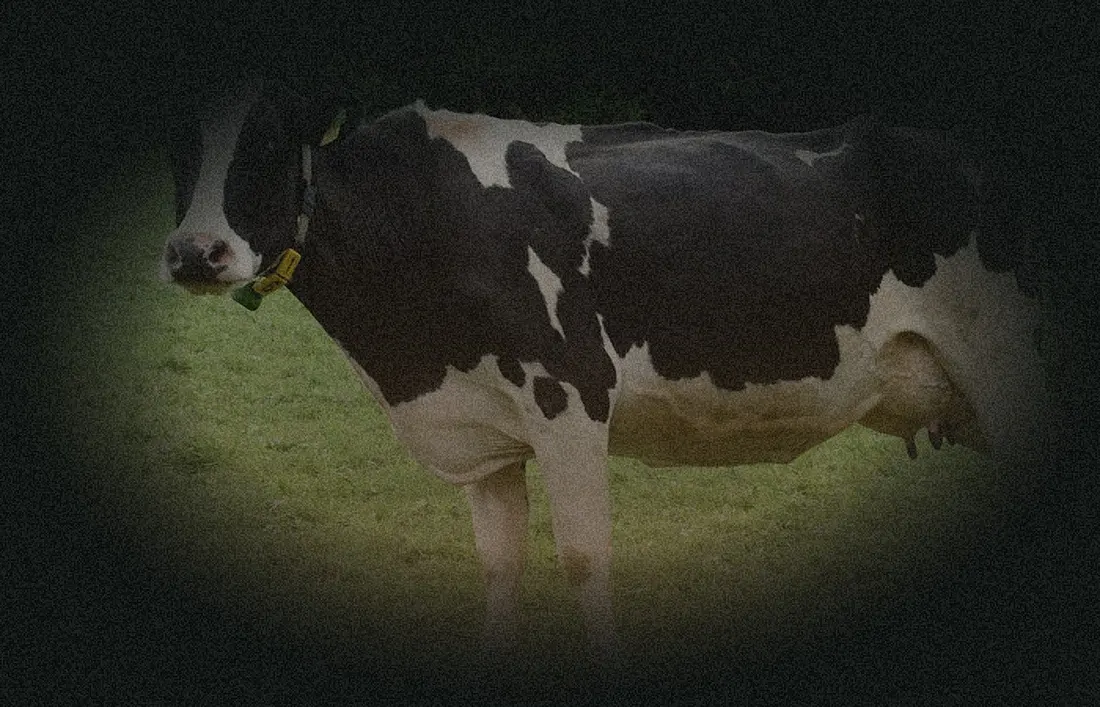 Dairy cow grazing in a pasture